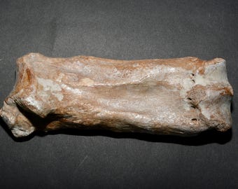 Hueso metacarpiano fósil de rinoceronte lanudo, Pleistoceno, 100.000 años de antigüedad.