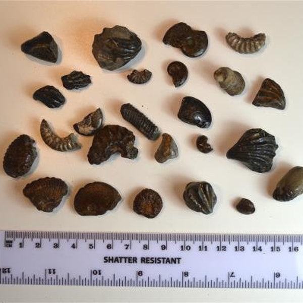 Collection of fossils from Lower Cretaceous Albian 100 million years old OG2