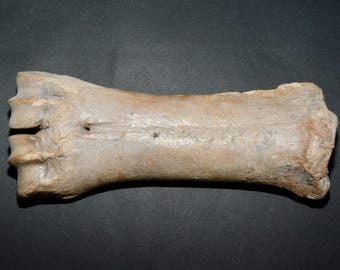 Hueso metacarpiano fósil de Priscus Bison, Pleistoceno, 100 000 años de antigüedad.
