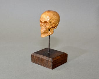 Cráneo humano Momento Mori de estilo antiguo sobre soporte