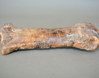 Hueso metacarpiano fósil de Priscus Bison, Pleistoceno, 100 000 años de antigüedad.