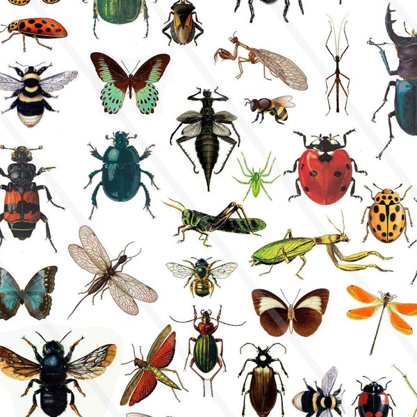 Digitale beelden insecten lieveheersbeestje vlinder mier spin clipart afbeelding scrapbooking JPEG-afbeeldingen, png-afbeeldingen, afdrukbare afbeeldingen