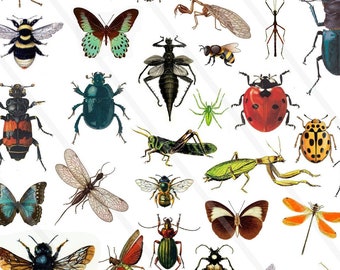 Insect Clipart Printable – Ladybug, Butterfly, Ant, Spider – Digital Images PNG JPEG for Scrapbooking, Journaling, DIY Crafts