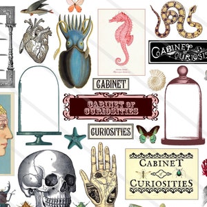 Clipart vintage Cabinet de Curiosités images digitales steampunk, images pour la création de carte scrapbooking  junk journal journaling