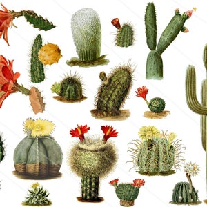 Images digitales cactus clipart cactus image scrapbooking images jpeg, images png, images à imprimer
