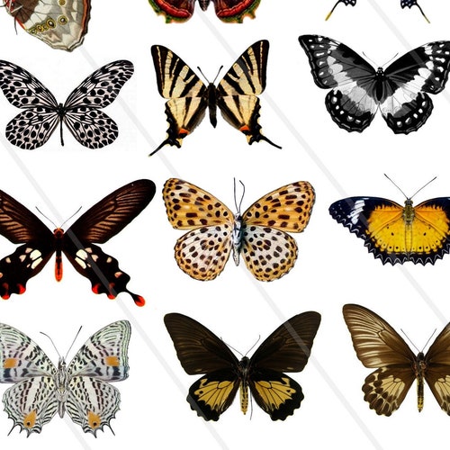 Printable Vintage Butterfly Butterflies Digital Collage - Etsy