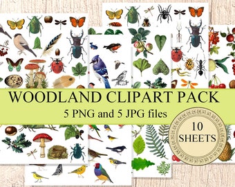 Woodland Nature Clipart – Birds, Leaves, Insects & Forest Elements, Printable Collage Sheet (Instant Download)