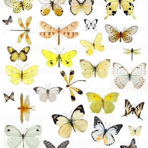 Images digitales papillons clipart papillons blanc jaune papillon vintage papillon à imprimer fichier PNG et Jpeg scrapbooking DIY