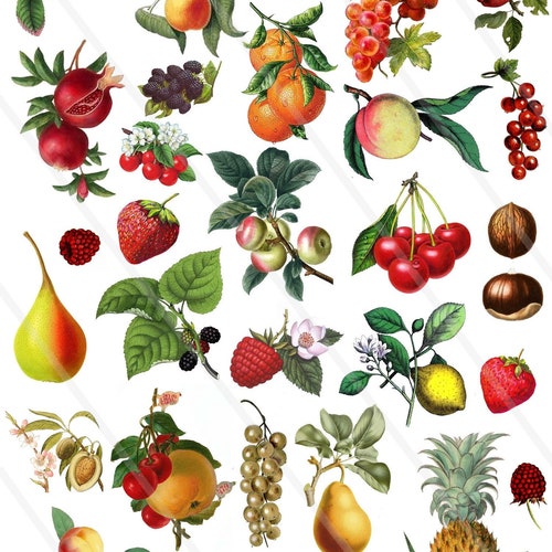 vintage fruit vector