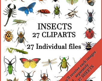 Insects clipart PNG images Digital Collage Sheet  JPEG vintage insect downloads  insect ephemera Scrapbook Paper vintage bee butterflies...