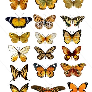 Images digitales papillons clipart papillons or noir papillon vintage papillon à imprimer fochiers JPEG et PNG scrapbooking DIY
