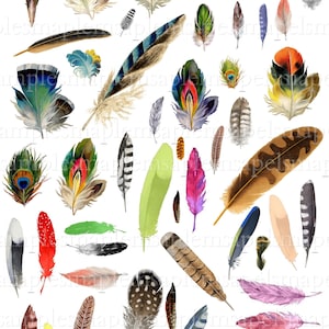 Imágenes digitales de plumas de aves, material de scrapbooking para collage digital de tarjetas.