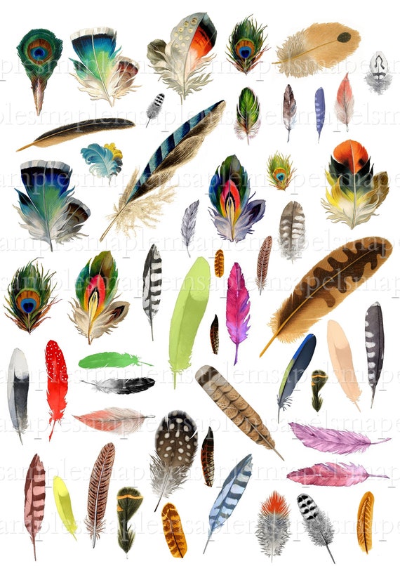 Bird Feathers 