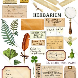 Images digitales vintage rétro herbier jardin botanique clipart images scrapbooking carte journaling junk journal PNG