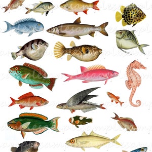 Fish clipart PNG images Digital Collage Sheet JPEG vintage fishes downloads  vintage fish ephemera Scrapbook Paper vintage Allegradigital