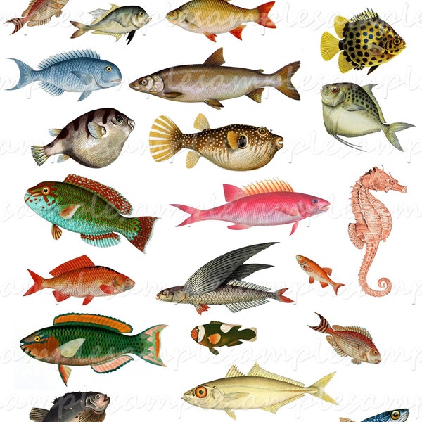 Images digitales poissons clipart image scrapbooking images jpeg, images png, stickers poisson PNG images à imprimer allegradigita!