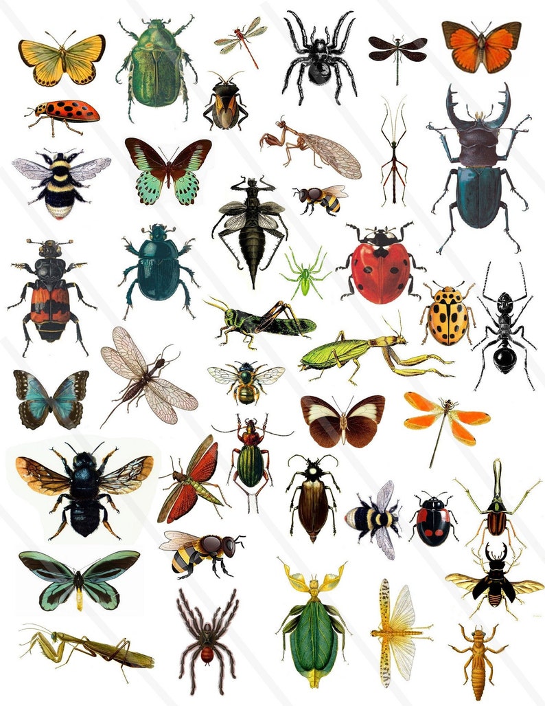 May include: A collection of various insects and arachnids illustrated in detail, including butterflies, beetles, bees, spiders, a praying mantis, a grasshopper, and an ant. Each creature is depicted with distinct colors, wing patterns, and body shapes.