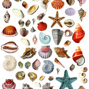 Images digitales coquillage clipart coquillage vintage coquillages à imprimer fichier PNG et Jpeg scrapbooking DIY