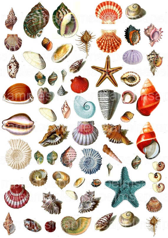 Digital Collage Sheet Seashells JPEG PNG Images Seashells Clipart
