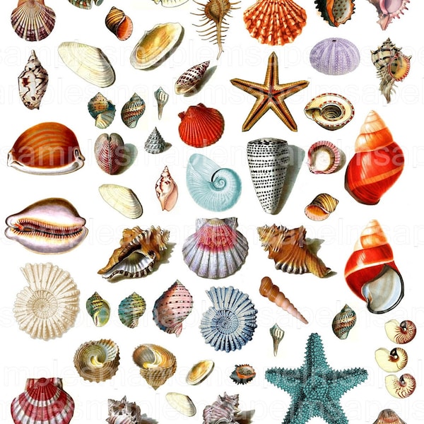 Digital Collage Sheet seashells JPEG PNG images seashells clipart Scrapbook Paper vintage seashells ephemera Fussy Cut,Cricut,Scan N Cut