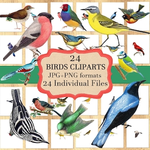 Vintage Bird clipart Bird print  Bird vector Digital Collage Sheet Birds PNG birds -Instant Download