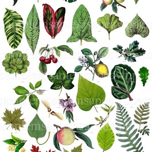 Images digitales feuille d'arbres clipart image scrapbooking images jpeg, images png, images à imprimer