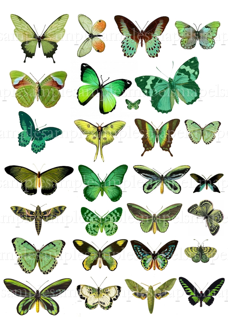 Digital Collage Sheet Butterflies wings JPEG and PNG images butterfly clipart Digital Scrapbook Paper butterfly green butterflies vintage image 1