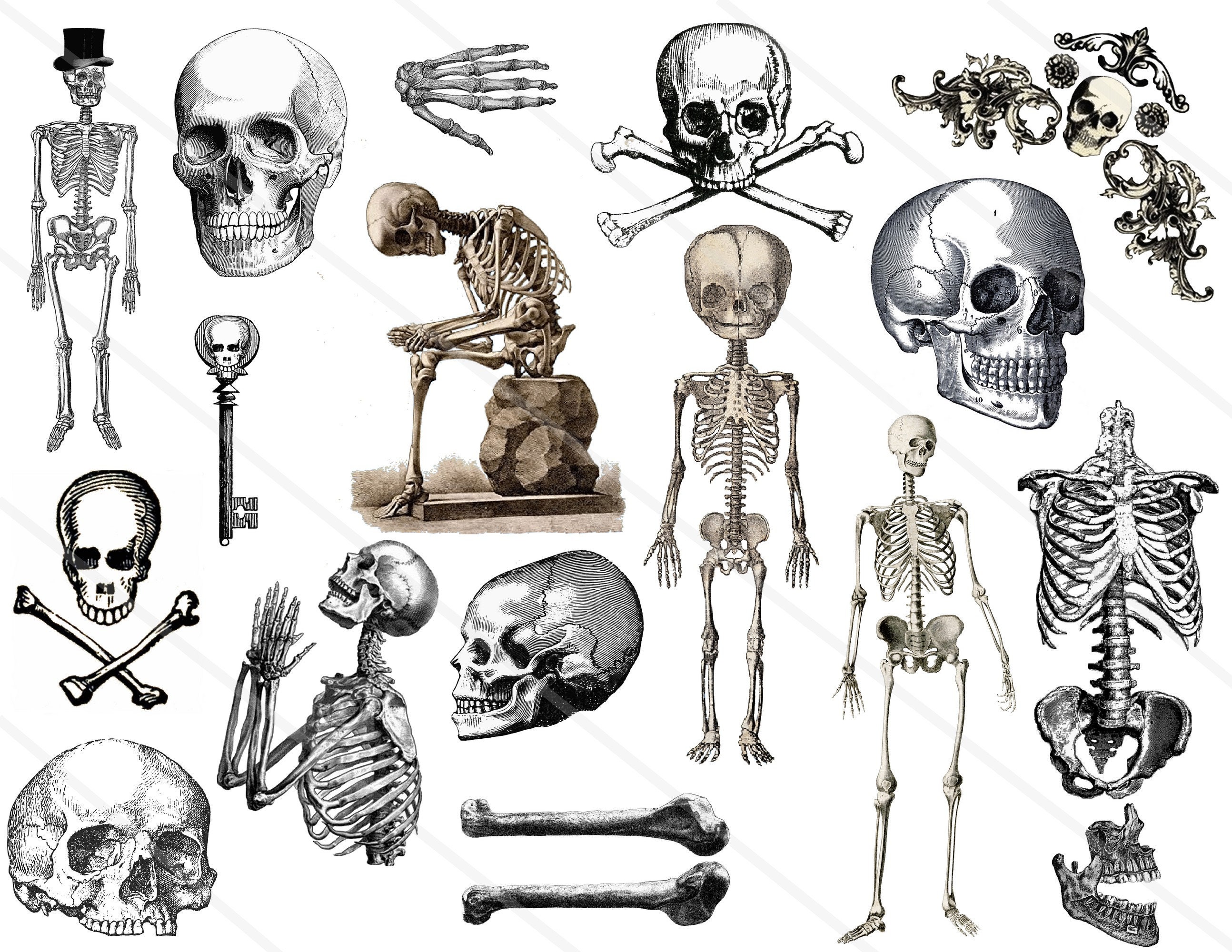 Vintage Halloween Skeleton 2022 Digital Collage Sheet Vintage Skeleton Skull Bones Halloween Etsy Hong Kong