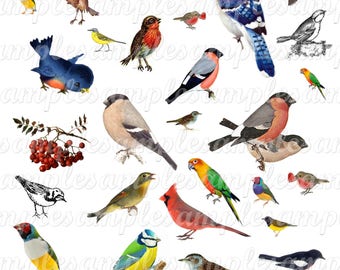 Birds clipart Bird vector Digital Collage Sheet Birds PNG birds JPEG birds -Instant Download birds clipart Scrapbook Paper bird Aceo images