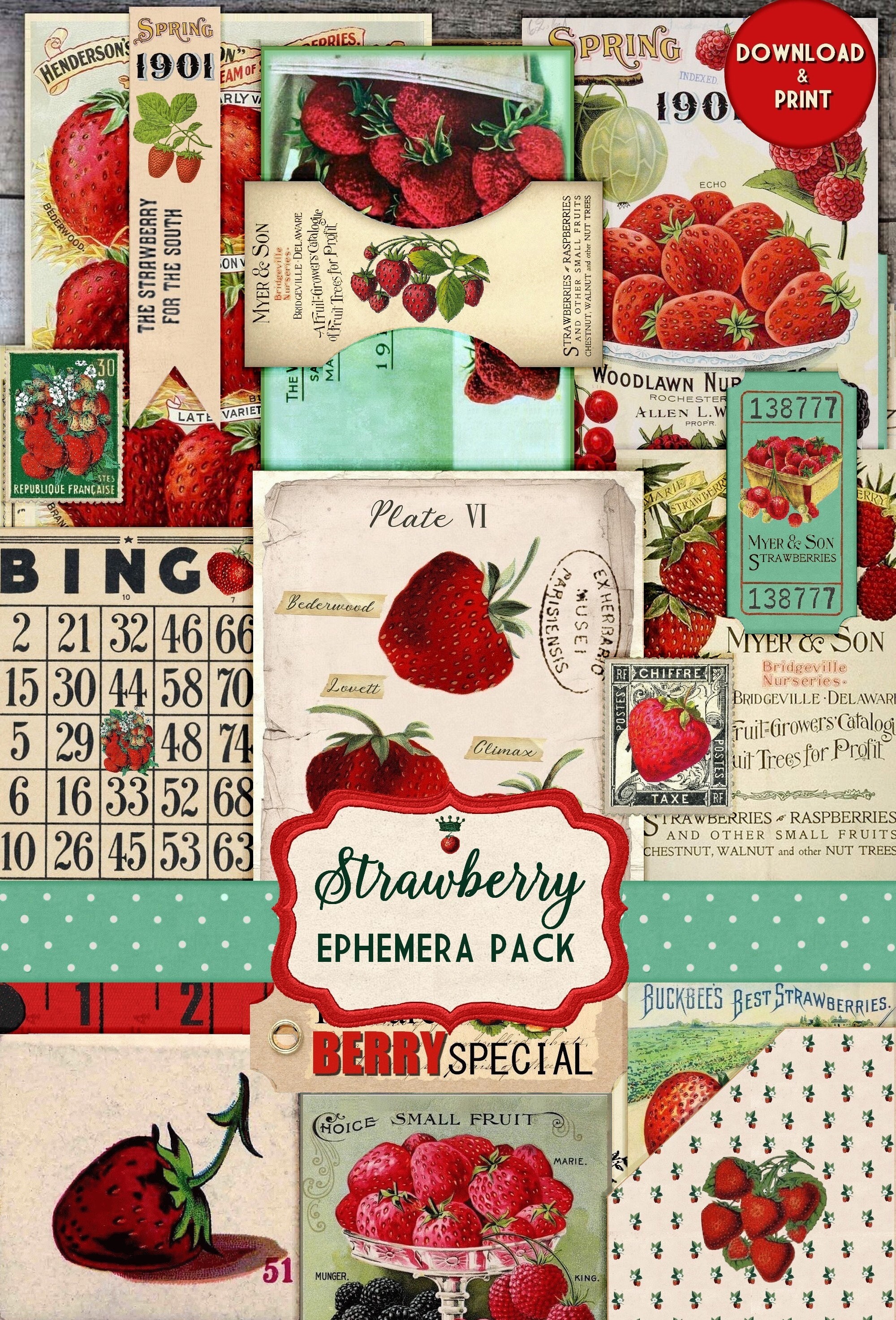 Strawberries Gift Wrap With Tag of Strawberries and Insects