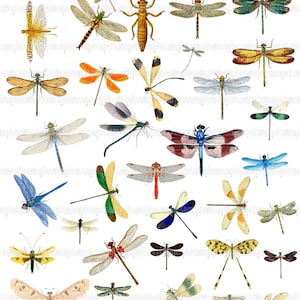 Dragonfly Clip Art - Digital Collage Sheet (JPEG) - Instant Download, Allegradigital