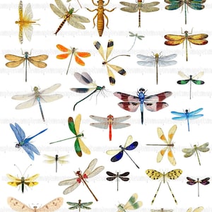 Dragonfly clip art Digital Collage Sheet dragonflies JPEG-Instant Download Digital Scrapbook Paper dragonfly images