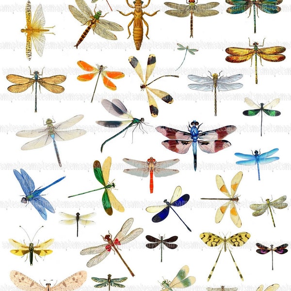 Dragonfly clip art Digital Collage Sheet dragonflies JPEG-Instant Download Digital Scrapbook Paper dragonfly images