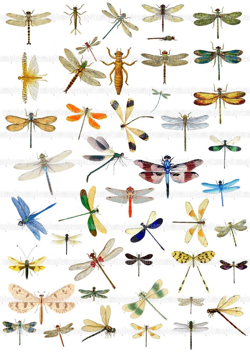 Dragonfly clip art Digital Collage Sheet dragonflies JPEG-Instant Download Digital Scrapbook Paper dragonfly images image 1