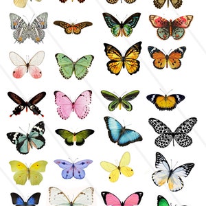 Digital Collage Sheet Butterflies wings JPEG-Instant Download butterfly clipart Digital Scrapbook Paper butterfly image 2