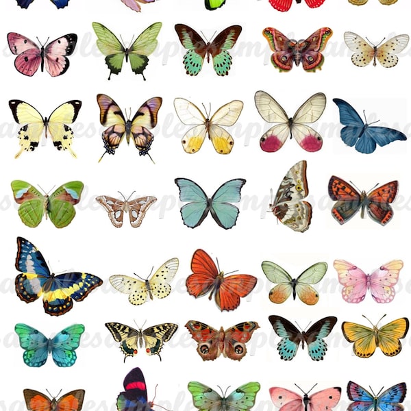 Images digitales papillons clipart papillons