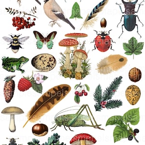 Images digitales oiseau forêt champignon clipart image scrapbooking images jpeg, images png, images à imprimer Allegradigital