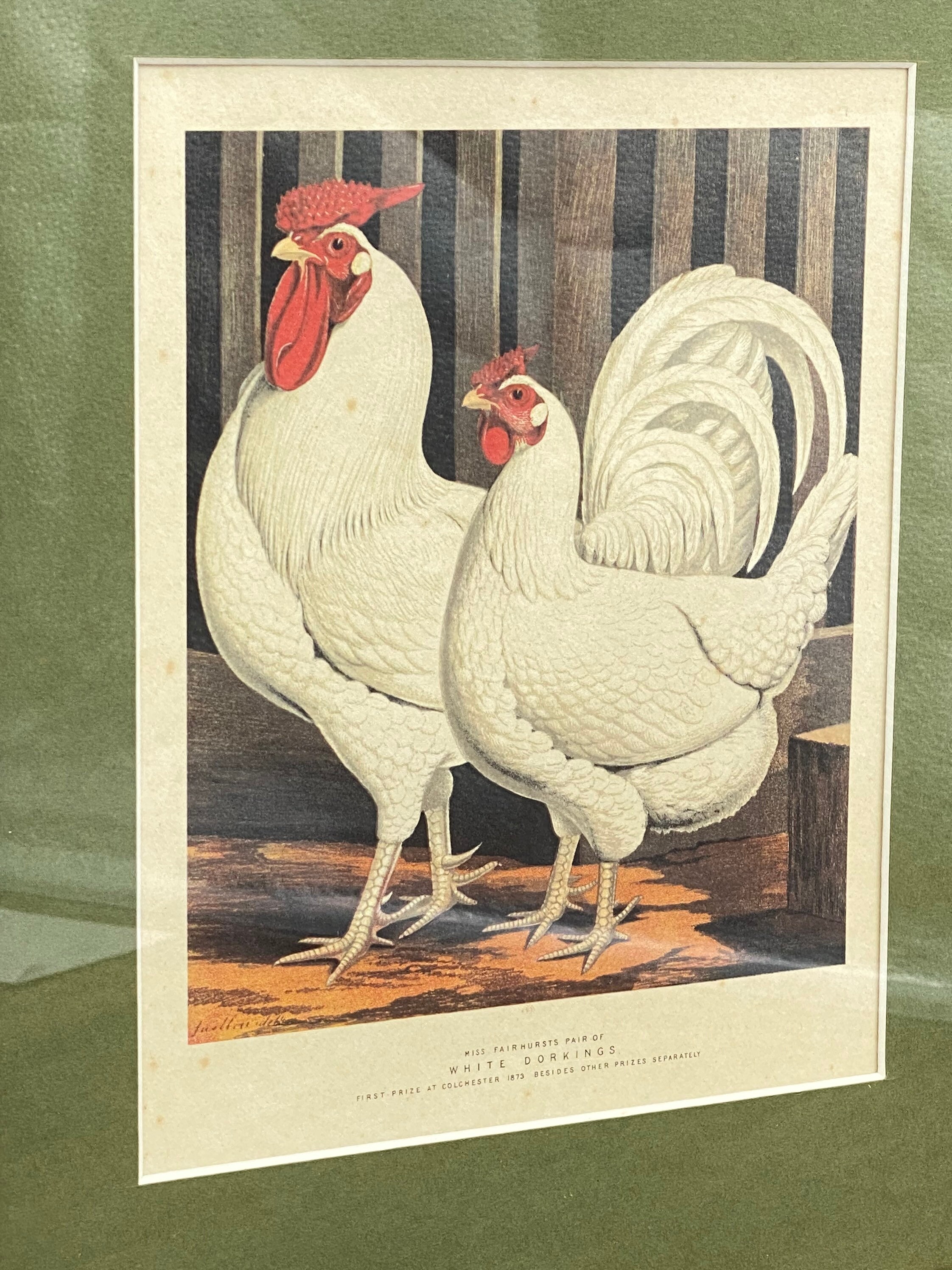 Vintage Chicken print, Matted Nature Wall art, White Dorkings, rustic