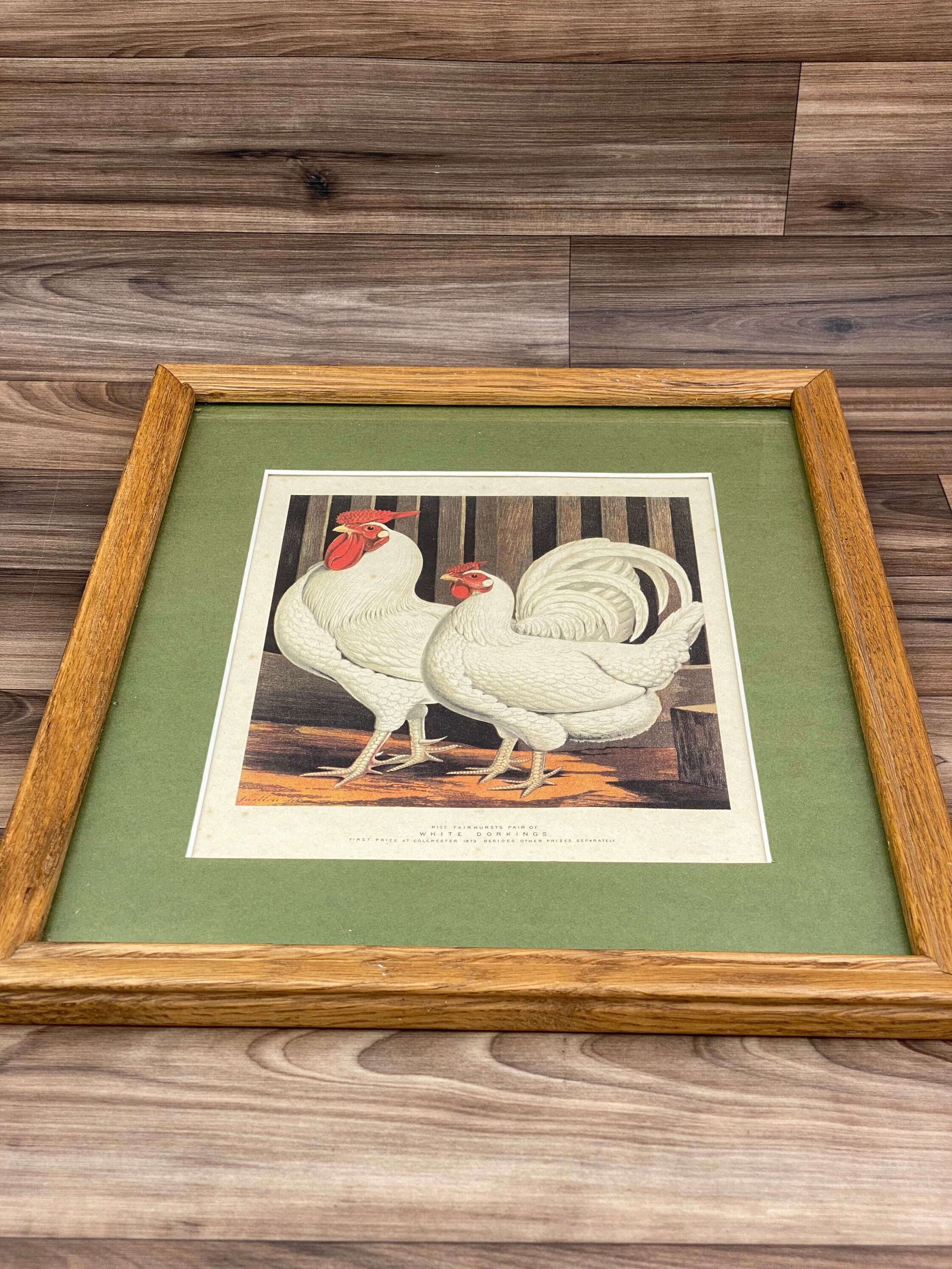 Vintage Chicken print, Matted Nature Wall art, White Dorkings, rustic