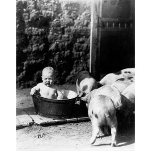 May include: A black and white photograph of a baby sitting in a metal tub, surrounded by pigs. The photo is dated "1915".