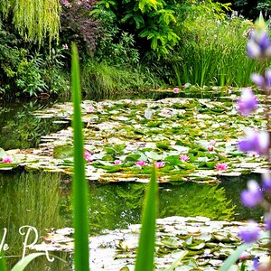 Monet&#39;s Water Lilies - Printable Instant Digital Download - Wall Art