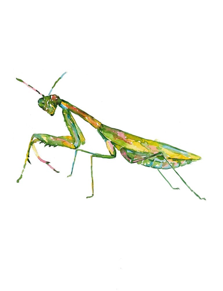 染色絵画 カマキリ