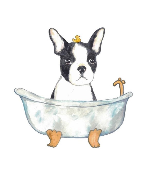 How To Bathe A Boston Terrier