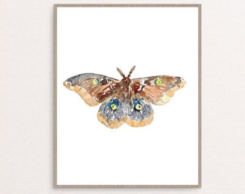 Moth Print Painting Watercolour Hyalophora Bright Colorful - Etsy Canada