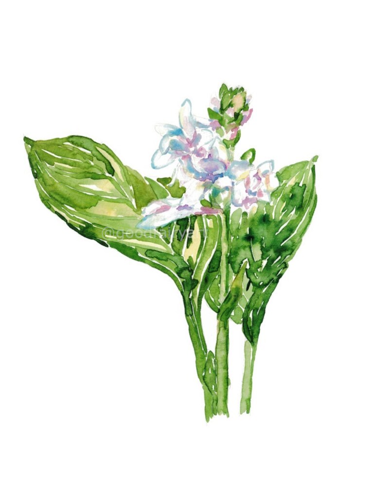 Hosta flower Painting plantain lily Green Abstract Watercolor Print Kitchen Wall Poster Illustration Living Room Art Gift Women botanical