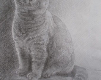 Birthday Greeting Card British Shorthair Cat 7"x5" From my original pencil drawing. Blank inside for your own message.