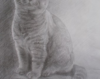 British Blue Cat. Folded Greeting Card 8"x6" from my original pencil drawing. Blank for your own message. Now available 8" 6" card.