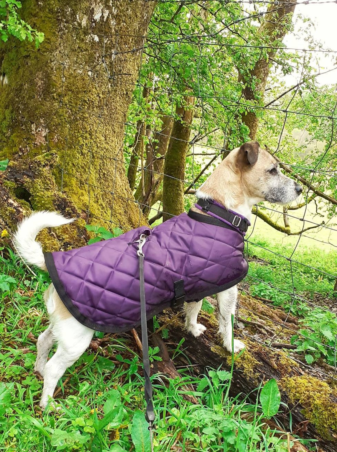 Waterproof Quilted Dog Coat Fleece Lined Dark Purple/ Etsy UK