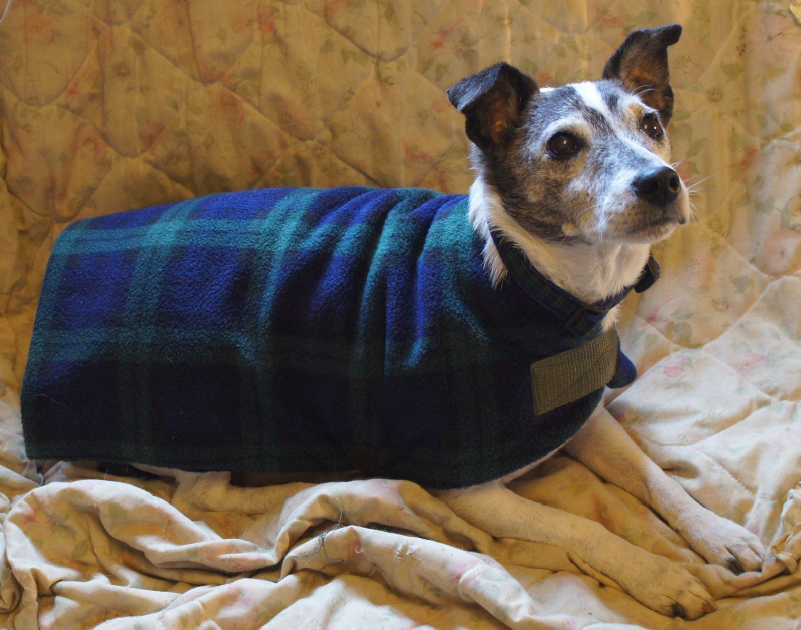 Fleece dog coat Blackwatch Tartan Etsy