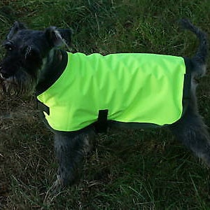 May include: A small, gray dog wearing a bright neon green dog coat. The coat has a black trim and a black buckle closure. The dog is standing in a grassy area.
